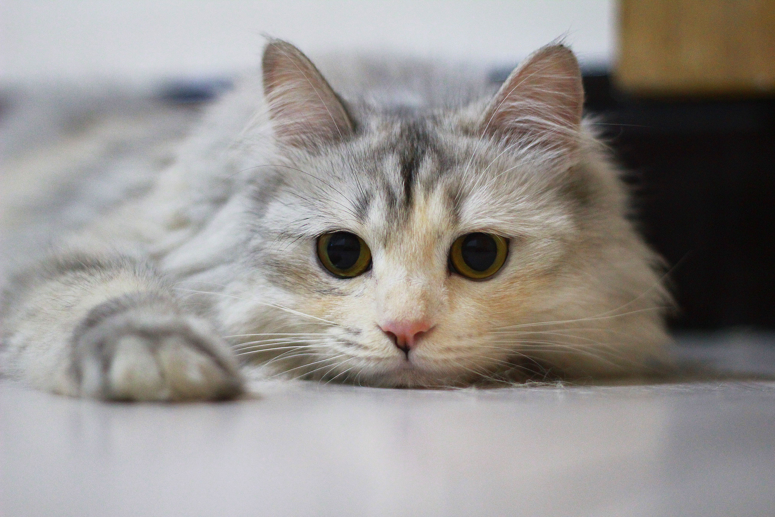 萌宠零距离互动，猫咪视频最新版破解分享在小红书